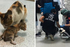 浪貓麻麻帶生病小貓進「人類醫院的急診室」，醫療人員毫不猶豫立刻上前幫助！