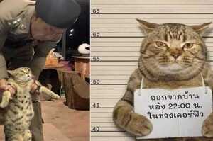 泰國貓咪違反宵禁被警察抓到，帶去拍犯罪照關監獄！貓：「朕是夜行性動物啊！」