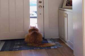 憨貓每天5點坐門口「等把拔回家」，媽無奈：他在家上班1個月了...把拔應網友要求「配合演出」
