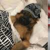 一個德牧的抱怨:「大家都是德牧,憑啥你們是警犬,老子卻是寶寶?」