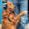 黃金獵犬在美國街頭逢人便抱,網:專治各種不開心!