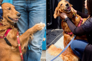 黃金獵犬在美國街頭逢人便抱，網：專治各種不開心！