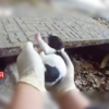 群眾報警稱有多隻惡犬咬人,警察趕到後一臉黑人問號:「你確定?」