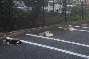 貓咪也知道保持安全社交距離！日本三浪貓在停車場睡覺，自主「一貓一位」萌翻網友