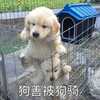 笑哭了,原來狗狗之間的感情才是真正的「塑膠」!