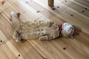 日本貓咪「爆睡」的「狂野」睡姿，迷惑160萬的網友…「太無防備心啦！」