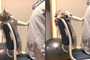 網友不小心坐了貓的「龍椅」…貓伸手阻擋：「給朕退下！」萌翻190萬網友！