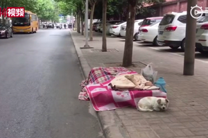 小白狗經常獨自在街頭看守菜攤子，背後的真相讓人淚目…