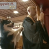 真信徒!流浪狗每日去寺廟禱告,一堅持就是三年!