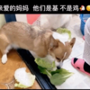 鏟屎生活:媽媽,我們養的是「基」,不是「雞」啊!