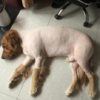 有些黃金獵犬,真的不能剃毛,因為會變成一頭「驢」
