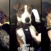 千萬別把狗單獨放在車裡,因為牠們會把車開走!