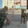 警犬出去玩叼回一隻柯基,訓導員無言:「牠職業病犯了…」