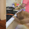 狗狗知識：兩招勸退愛進廚房的狗狗！你都學會了嗎？
