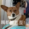 鏟屎生活:「抱回家一隻新寵後,我家狗氣了好幾天……」