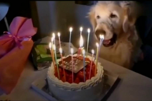 感人！日本網友幫愛犬過生日：「今天是我最後一個生日，我要笑著過完…」