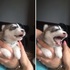 超萌娃娃音!哈士奇寶寶學習如何「叫」,超ㄋㄞ的聲音真是萌度爆表!