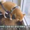 網友帶狗吃大餐竟是為了騙狗打疫苗!狗:「果然沒有免費的午餐!」