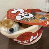 鏟屎官給柴犬買了個床,結果網友紛紛表示:流口水了!