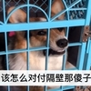 狗狗大型「吵架現場」:吵最兇的架,做最慫的狗…