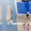 成精了!狗狗生病上醫院檢查,臨走時主動把藥帶走了…