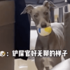 發現主人躺在沙發上沒事幹,狗狗立馬叼著球跑過來:我來教你玩球吧!