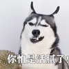 看完這主人和自家二哈勾心鬥角的日常,我笑出了豬叫!