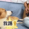 柯基嫌主人彈吉他太吵,於是牠「動腳了!」看到真的笑瘋了!
