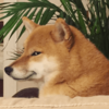 「我尋思著一隻狗能有多拽,直到看到了這隻柴犬…」【上】