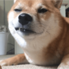 「我尋思著一隻狗能有多拽,直到看到了這隻柴犬…」【下】