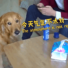鏟屎官挑戰「一整天不和狗說話」,狗狗會抓狂還是鏟屎官先服軟?