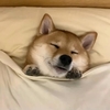 主人曬出狗狗睡覺的照片,全網的人直呼:太治癒啦!
