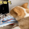 聽說家裡放鞋的地方容易長狗?原來是真的!