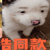 雖然各有各的醜法,但是長得像人的狗…一定都長得很有特點!