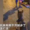 鏟屎日記:「狗路過玩具攤不肯走,以為牠喜歡就買了,沒想到竟然是在不爽!」