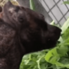 不愛吃肉愛吃菜?這狗上輩子是頭牛吧哈哈哈!