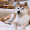 14歲的Doge現身辟謠:讓我看看是誰說我死了?