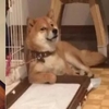 鏟屎生活:「我家狗…好像越來越像人了!」