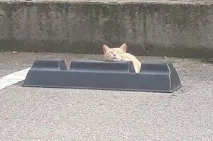 日本網友抱怨：「太過分了！停車場裡竟然有貓不讓我停車？！」
