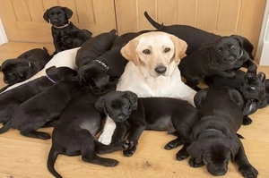 拉布拉多生下13隻狗寶寶，結果卻沒一個長得像媽媽！