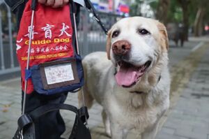 上海首批導盲犬退役四年竟無人領養…今天終於等到好消息了！