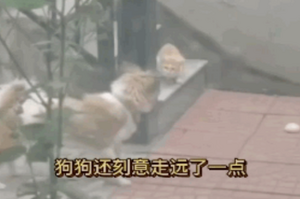 寵物狗把自己的肉包子讓給流浪貓，網友：這也太暖了吧！