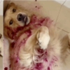 黃金獵犬玩火龍果全身紅嚇死鏟屎官!我應該清蒸還是紅燒處罰?