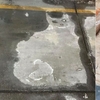 鏟屎生活:我懷疑我中了「貓毒」上癮,天天看啥都像隻貓…