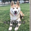 下面這些二哈混血兒,一出生就繼承了二哈「優秀」的基因,簡直「美」極了!