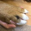 鏟屎官曬出和狗狗的牽手照,網友紛紛表示:「這⋯的是熊掌吧!」