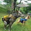 狗狗滾泥後突然失蹤,主人找了半天…發現身旁的雕像突然動了!