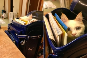 書包裡長貓咋整？兒子：「使勁裝書！把牠擠出來！」