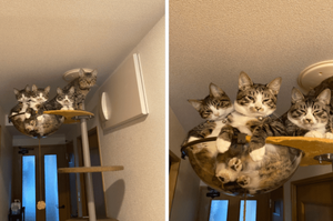 當四隻貓遇到一個貓爬架，架：我太難啦…