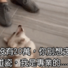 鏟屎生活:「說出來你可能不信,我被狗碰瓷了!」只能擼到認命!